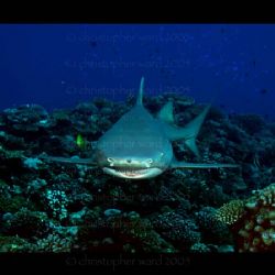 French Polynesia. Large Lemon sharks come up from the dee... by Christopher Ward 